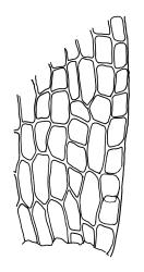 Bryum appressifolium, alar cells. Drawn from A.J. Fife 4972, CHR 104083, and G.O.K. Sainsbury 916, CHR 490272. 
 Image: R.C. Wagstaff © Landcare Research 2015 
